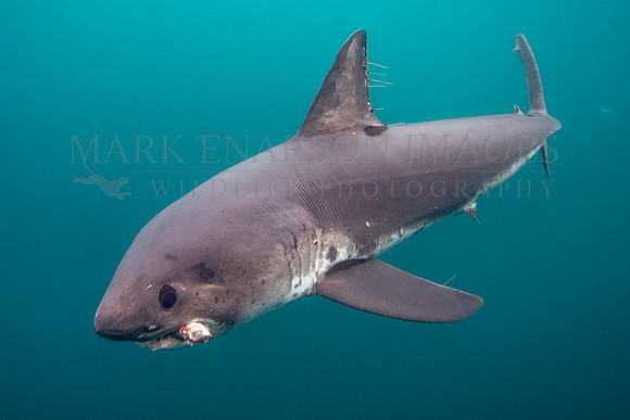 A salmon shark captures a herring in the cold waters of Prince William Sound, Alaska