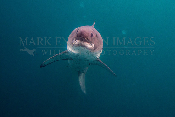 A salmon shark hunts the cold waters of Prince William Sound, Alaska