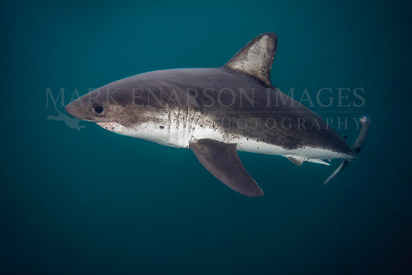 A salmon shark hunts the cold waters of Prince William Sound, Alaska