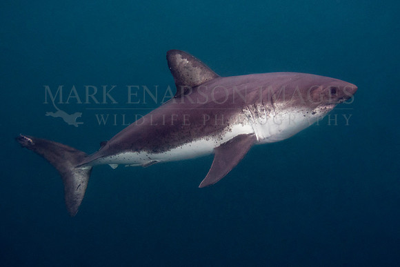 A salmon shark hunts the cold waters of Prince William Sound, Alaska