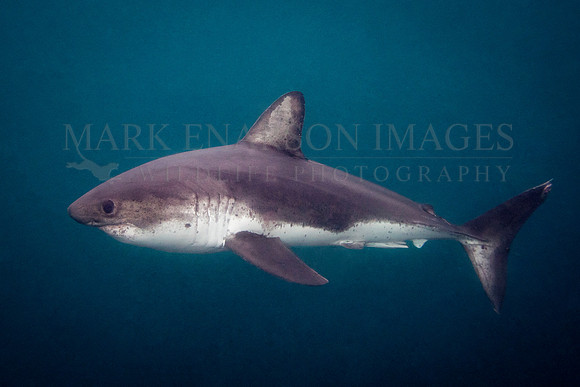 A salmon shark hunts the cold waters of Prince William Sound, Alaska