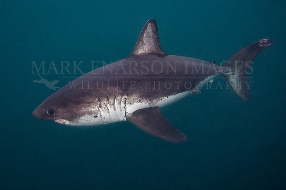 A salmon shark hunts the cold waters of Prince William Sound, Alaska