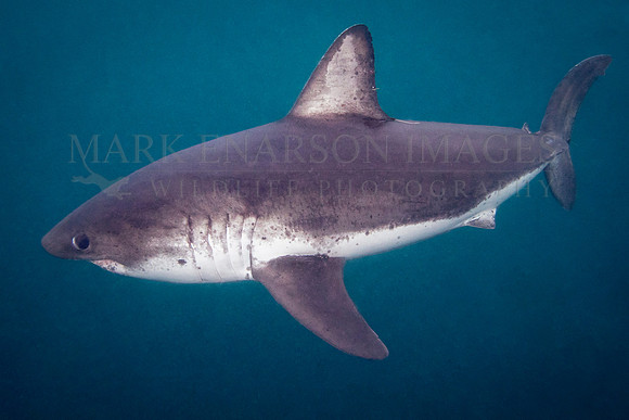 A salmon shark hunts the cold waters of Prince William Sound, Alaska