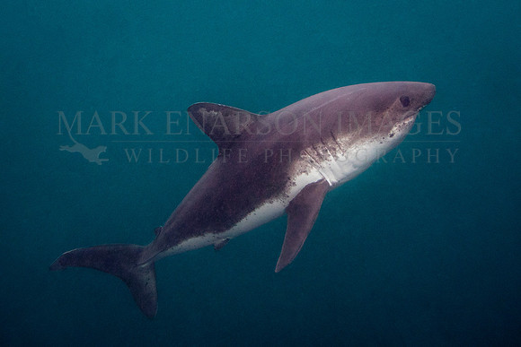 A salmon shark hunts the cold waters of Prince William Sound, Alaska
