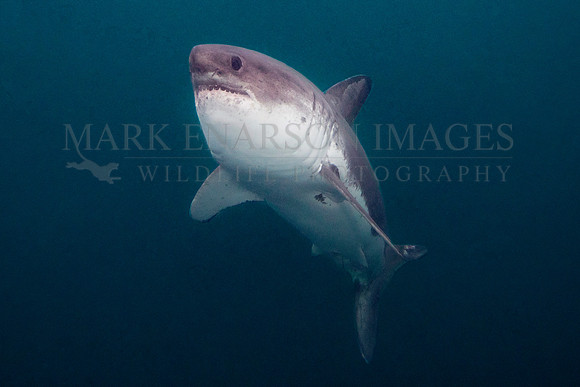 A salmon shark hunts the cold waters of Prince William Sound, Alaska