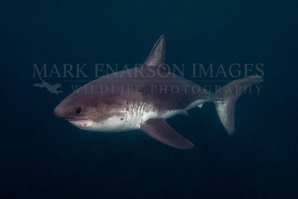A salmon shark hunts the cold waters of Prince William Sound, Alaska