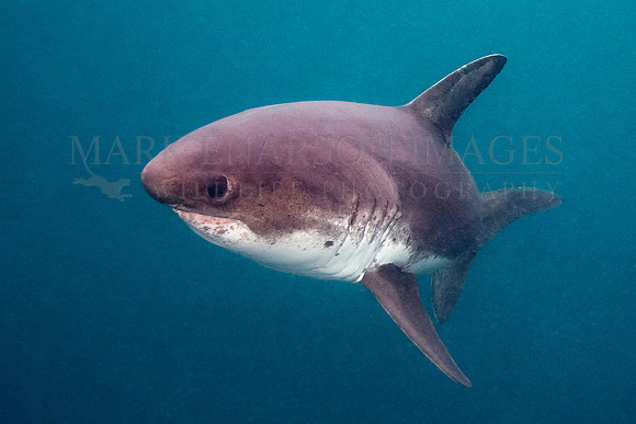 A salmon shark hunts the cold waters of Prince William Sound, Alaska