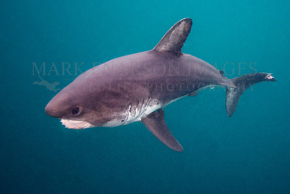 A salmon shark hunts the cold waters of Prince William Sound, Alaska