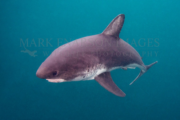 A salmon shark hunts the cold waters of Prince William Sound, Alaska