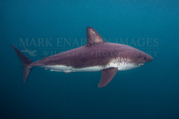 A salmon shark hunts the cold waters of Prince William Sound, Alaska