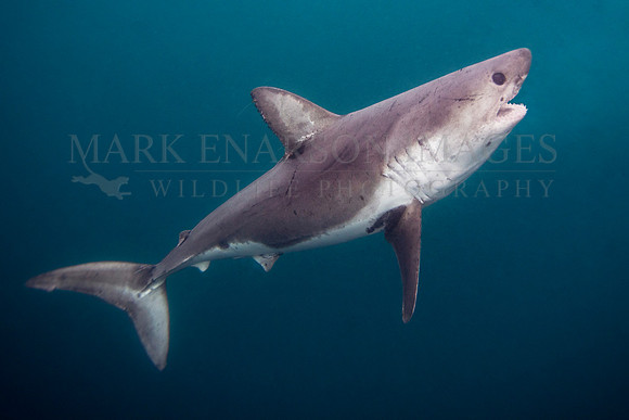 A salmon shark hunts the cold waters of Prince William Sound, Alaska