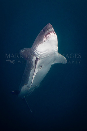 A salmon shark rises out of the dark, frigid depths of Prince William Sound, Alaska