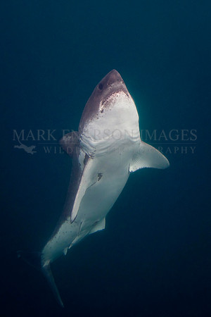 A salmon shark rises out of the dark, frigid depths of Prince William Sound, Alaska