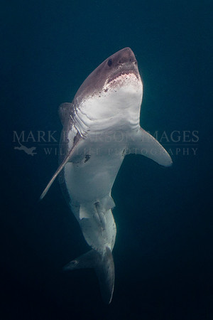 A salmon shark rises out of the dark, frigid depths of Prince William Sound, Alaska