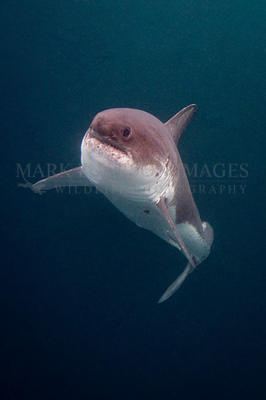 A salmon shark hunts the cold waters of Prince William Sound, Alaska