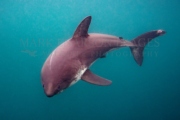 A salmon shark hunts the cold waters of Prince William Sound, Alaska