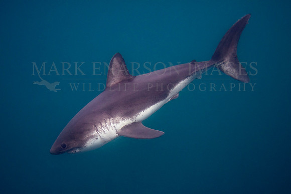 A salmon shark hunts the cold waters of Prince William Sound, Alaska