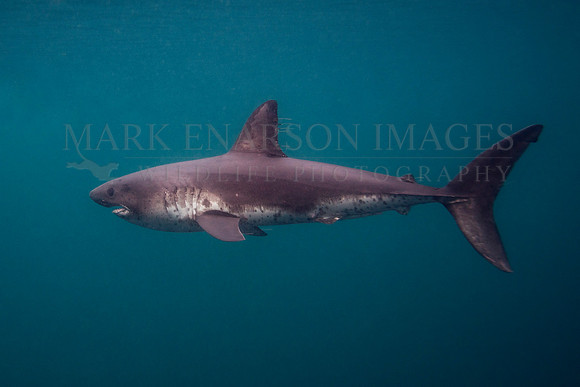 A salmon shark hunts the cold waters of Prince William Sound, Alaska