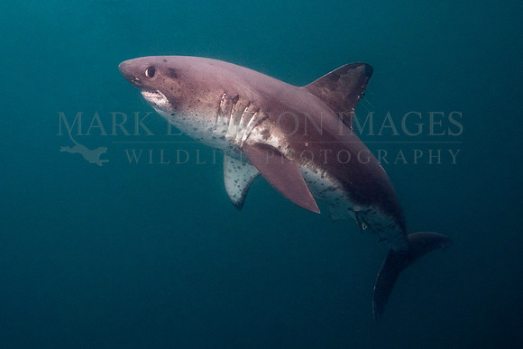 A salmon shark hunts the cold waters of Prince William Sound, Alaska