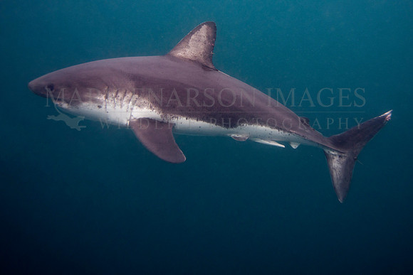 A salmon shark hunts the cold waters of Prince William Sound, Alaska