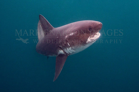 A salmon shark hunts the cold waters of Prince William Sound, Alaska