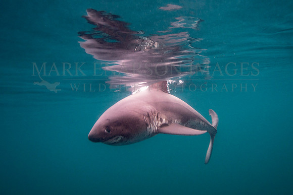 A salmon shark hunts the cold waters of Prince William Sound, Alaska