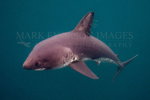 A salmon shark hunts the cold waters of Prince William Sound, Alaska