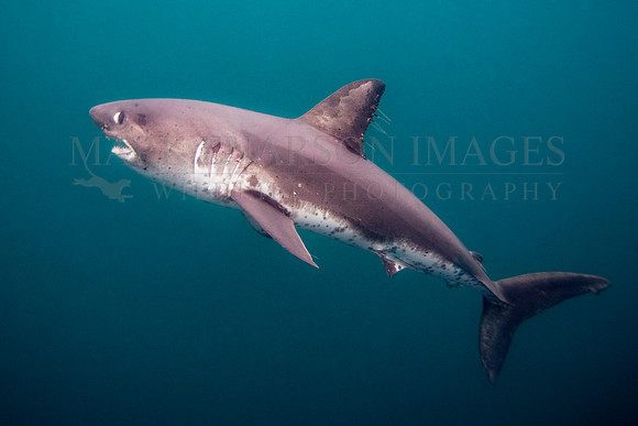 A salmon shark hunts the cold waters of Prince William Sound, Alaska