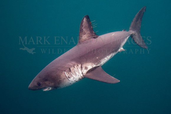 A salmon shark hunts the cold waters of Prince William Sound, Alaska