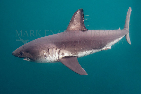 A salmon shark hunts the cold waters of Prince William Sound, Alaska