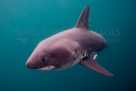 A salmon shark hunts the cold waters of Prince William Sound, Alaska