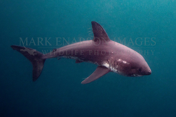A salmon shark hunts the cold waters of Prince William Sound, Alaska