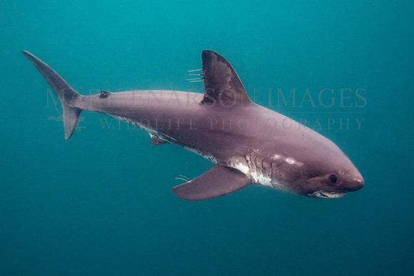 A salmon shark hunts the cold waters of Prince William Sound, Alaska