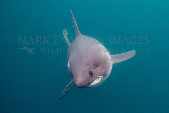 A salmon shark hunts the cold waters of Prince William Sound, Alaska