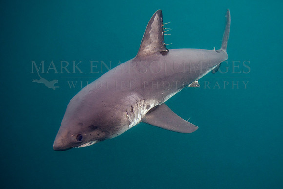 A salmon shark hunts the cold waters of Prince William Sound, Alaska