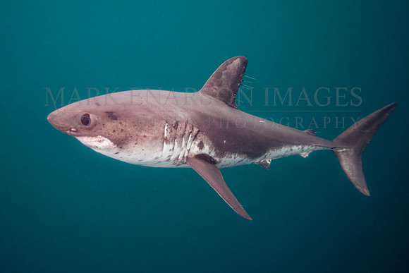 A salmon shark hunts the cold waters of Prince William Sound, Alaska