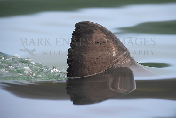 The dorsal fin of a salmon shark slices through the still water of Prince William Sound, Alaska