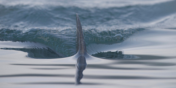 The dorsal fin of a salmon shark slices through the still water of Prince William Sound, Alaska