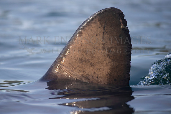 The dorsal fin of a salmon shark slices through the still water of Prince William Sound, Alaska