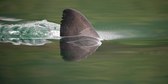 The dorsal fin of a salmon shark slices through the still water of Prince William Sound, Alaska