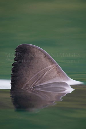 The dorsal fin of a salmon shark slices through the still water of Prince William Sound, Alaska