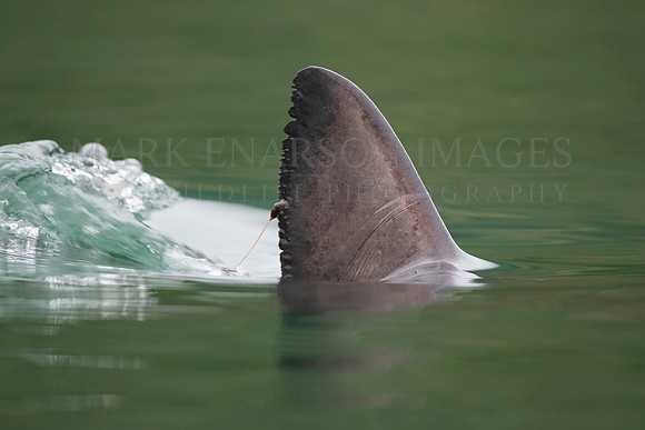 The dorsal fin of a salmon shark slices through the still water of Prince William Sound, Alaska