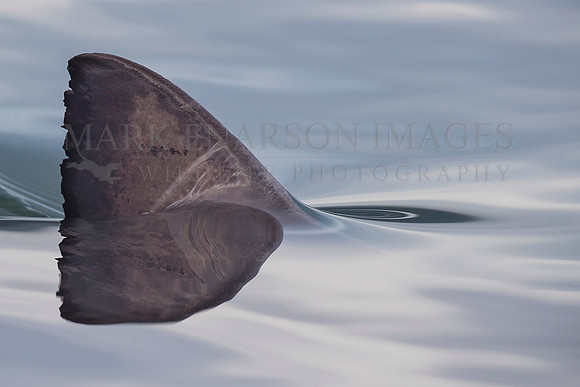 The dorsal fin of a salmon shark slices through the still water of Prince William Sound, Alaska
