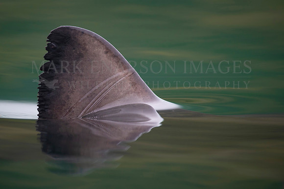 The dorsal fin of a salmon shark slices through the still water of Prince William Sound Alaska
