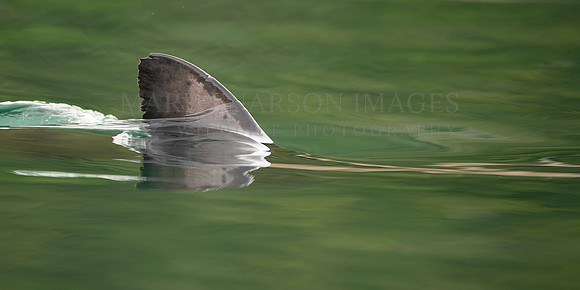 The dorsal fin of a salmon shark slices through the still water of Prince William Sound, Alaska