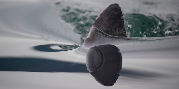 The dorsal fin of a salmon shark slices through the still water of Prince William Sound, Alaska