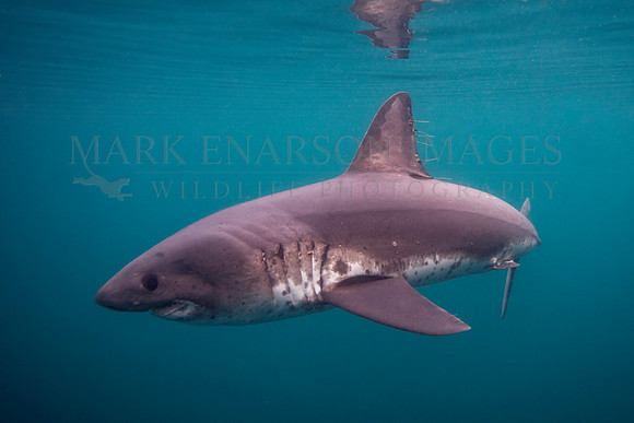 A salmon shark hunts the cold waters of Prince William Sound, Alaska