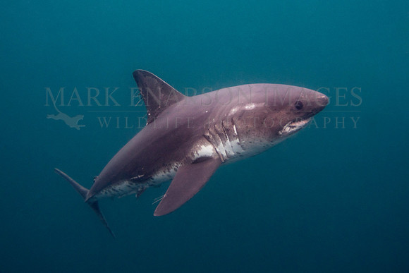 A salmon shark hunts the cold waters of Prince William Sound, Alaska