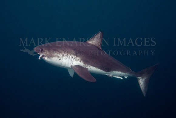 A salmon shark hunts the cold waters of Prince William Sound, Alaska