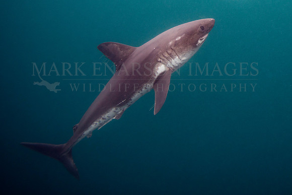 A salmon shark hunts the cold waters of Prince William Sound, Alaska